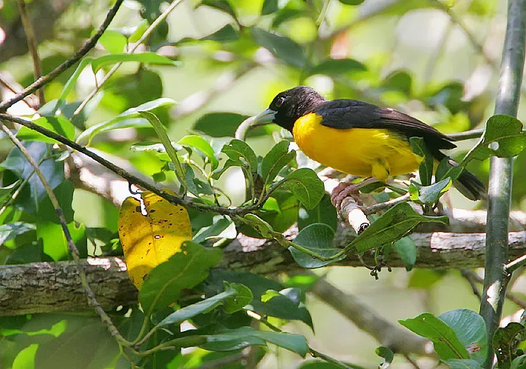 File:Flickr - Rainbirder - Dark-backed Weaver (Ploceus bicolor).jpg