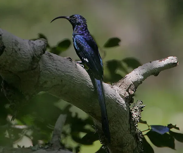 File:Flickr - Rainbirder - Common Scimitarbill (Rhinopomastus cyanomelas).jpg