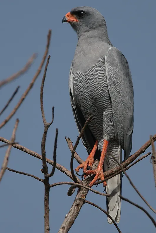 File:Flickr - Rainbirder - Dark Chanting Goshawk (Melierax metabates).jpg