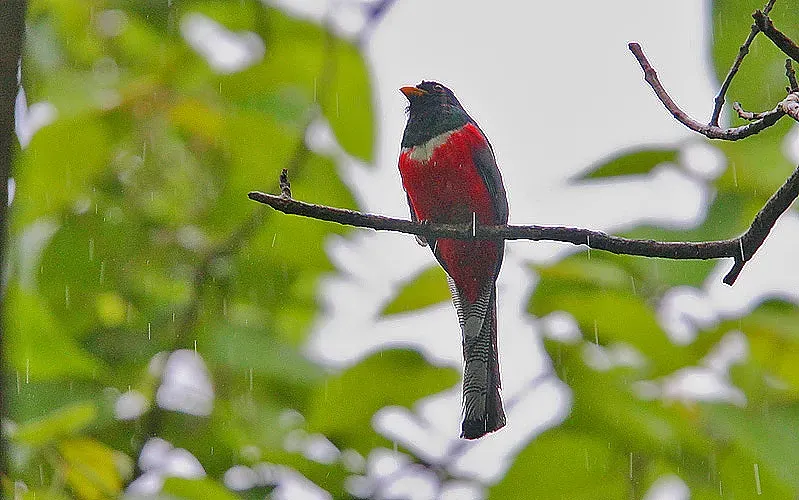File:Flickr - Rainbirder - Elegant Trogon (Trogon elegans) in the rain.jpg