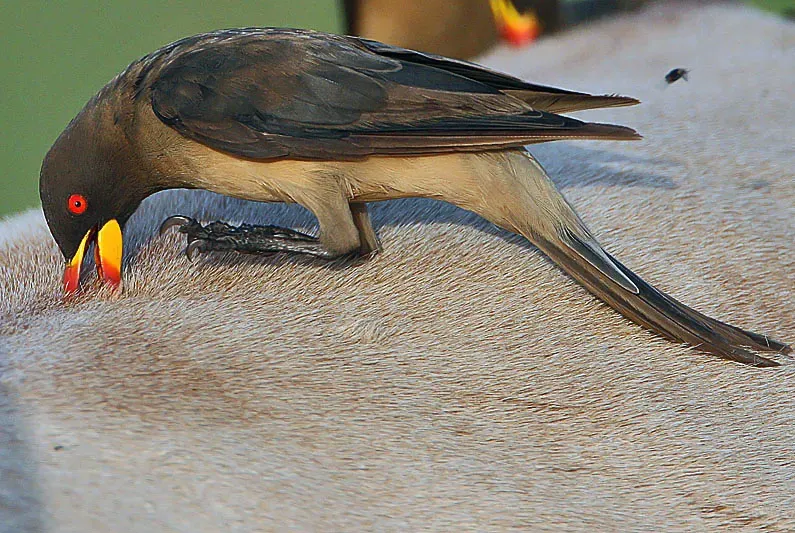 File:Flickr - Rainbirder - Yellow-billed Oxpecker (Buphagus africanus).jpg