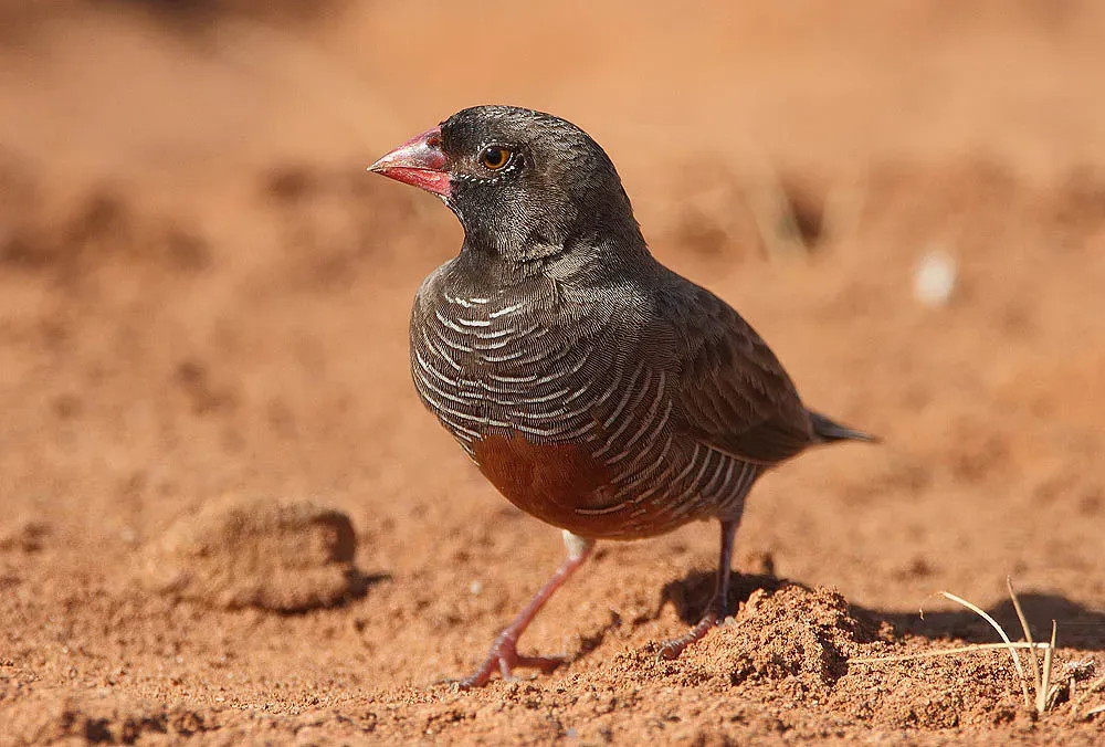 File:Flickr - Rainbirder - African Quailfinch (Ortygospiza atricollis) male.jpg