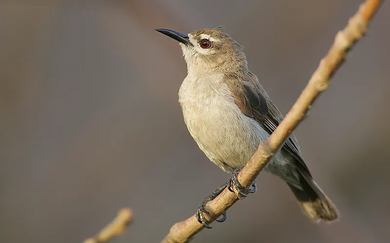 File:Flickr - Rainbirder - Mouse-brown Sunbird (Anthreptes gabonicus).jpg
