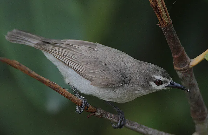 File:Flickr - Rainbirder - Mouse-brown Sunbird (Anthreptes gabonicus) (1).jpg
