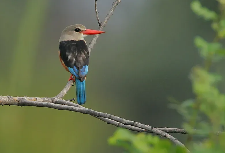 File:Flickr - Rainbirder - Grey-headed Kingfisher (Halcyon leucocephala).jpg