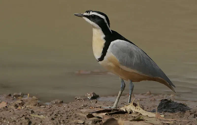 File:Flickr - Rainbirder - Egyptian Plover (Pluvianus aegyptius).jpg