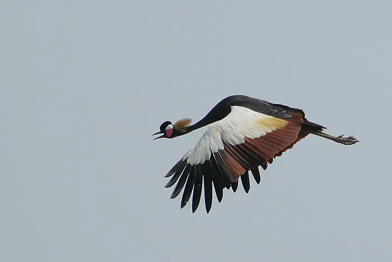 File:Flickr - Rainbirder - Black Crowned Crane (Balearica pavonina).jpg