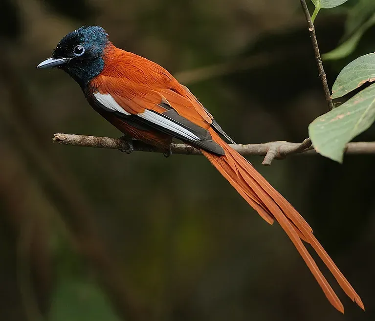File:Flickr - Rainbirder - Red-bellied Paradise Flycatcher (Terpsiphone rufiventer) male.jpg
