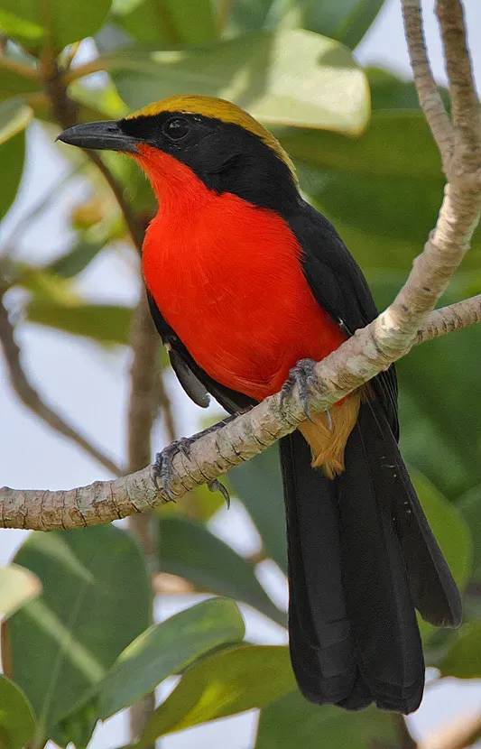 File:Flickr - Rainbirder - Yellow-crowned Gonolek (Laniarius barbarus).jpg