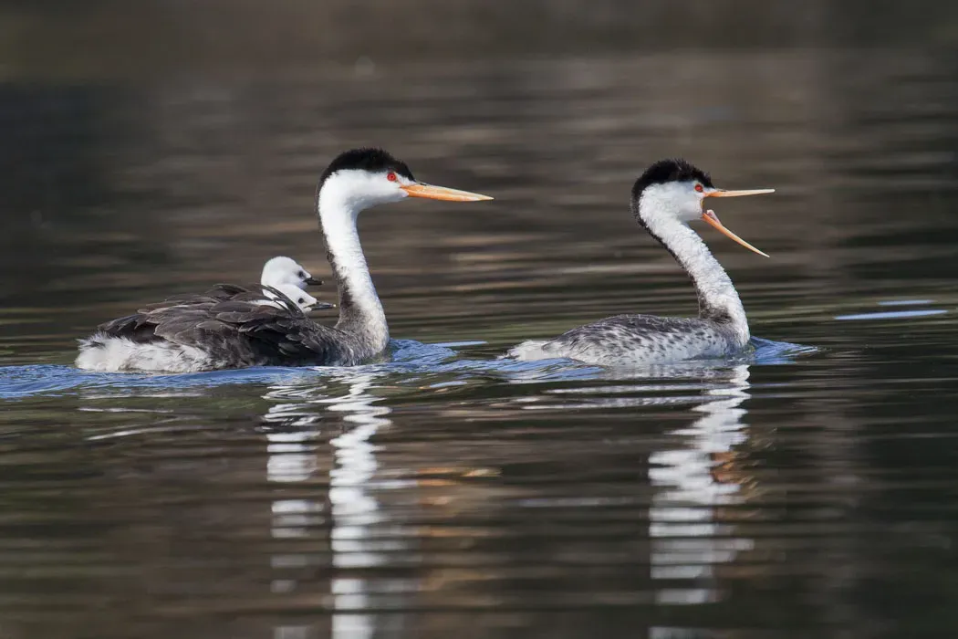 File:Aechmophorus clarkii -Santa Margarita Lake, San Luis Obispo County, California, USA -family-8.jpg