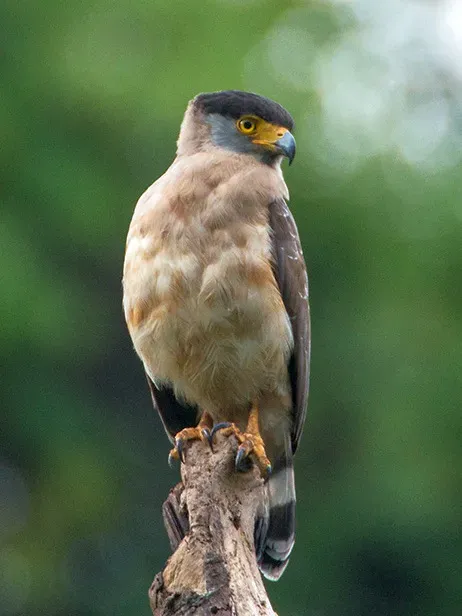 File:Great Nicobar Serpent Eagle (Spilornis klossi) by Shreeram MV 2.jpg