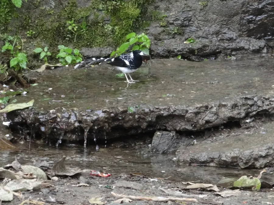 File:Enicurus maculatus (10.3897-BDJ.9.e61422) Figure 3 a.jpg