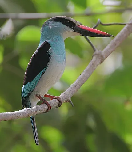 File:Flickr - Rainbirder - Blue-breasted Kingfisher (Halcyon malimbica) (cropped).jpg