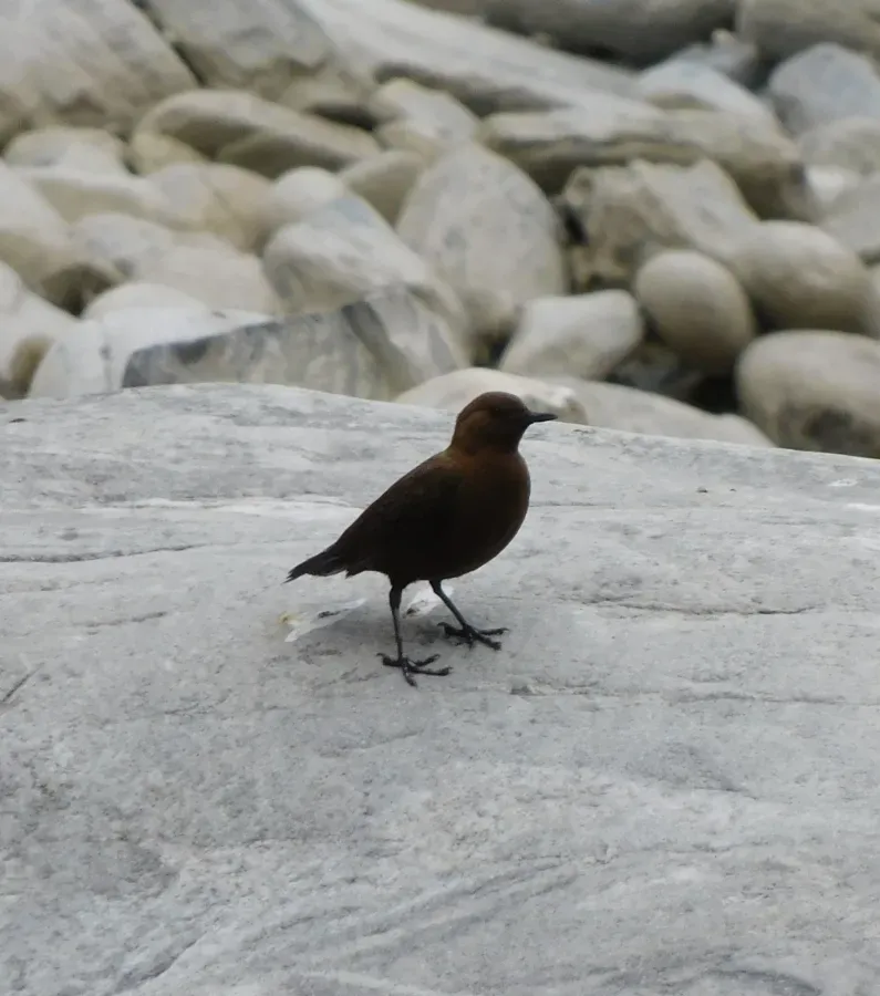 File:Cinclus pallasii 177220033.jpg