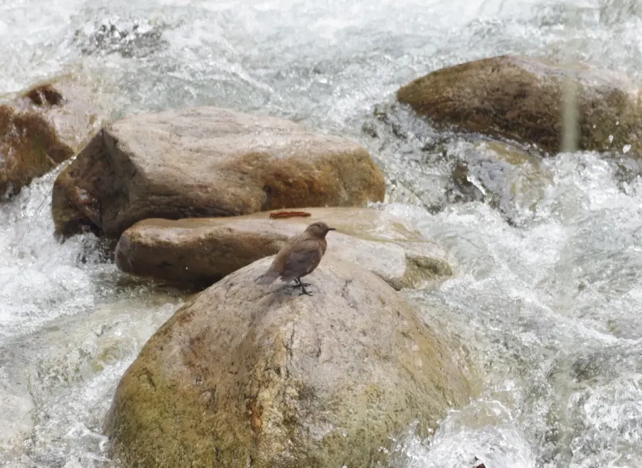 File:Cinclus pallasii 171746421.jpg