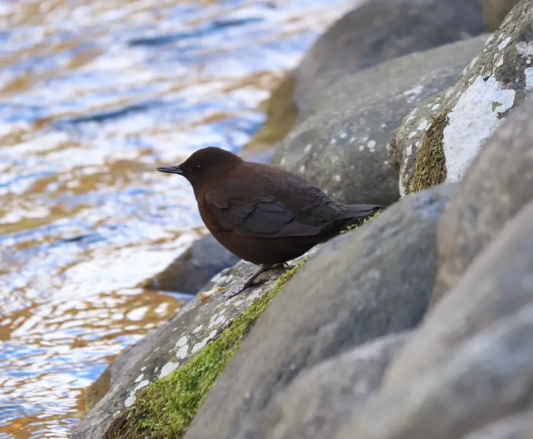 File:Cinclus pallasii 166749139.jpg