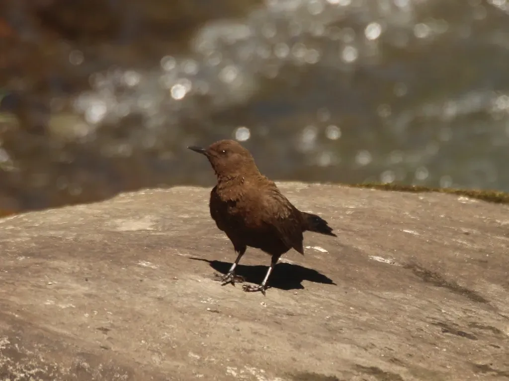 File:Cinclus pallasii 137917186.jpg