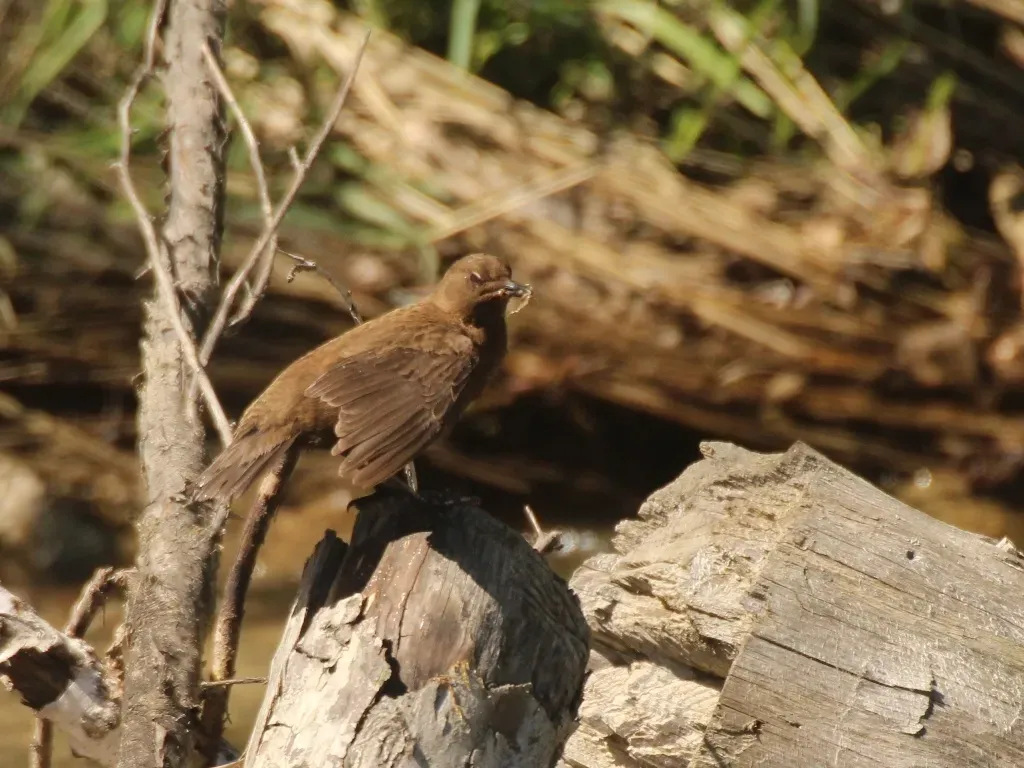 File:Cinclus pallasii 137917172.jpg