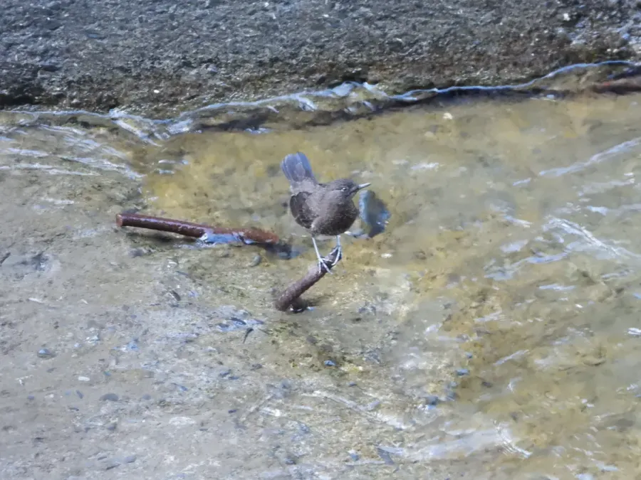 File:Cinclus pallasii 137294350.jpg