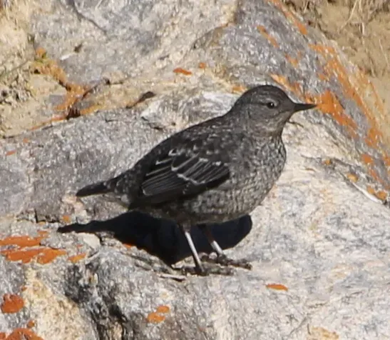 File:Cinclus pallasii 121609513.jpg