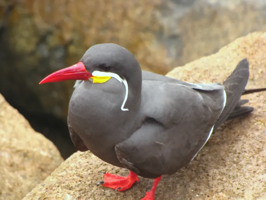 File:Larosterna inca -Lima, Peru -adult-8 (1).jpg