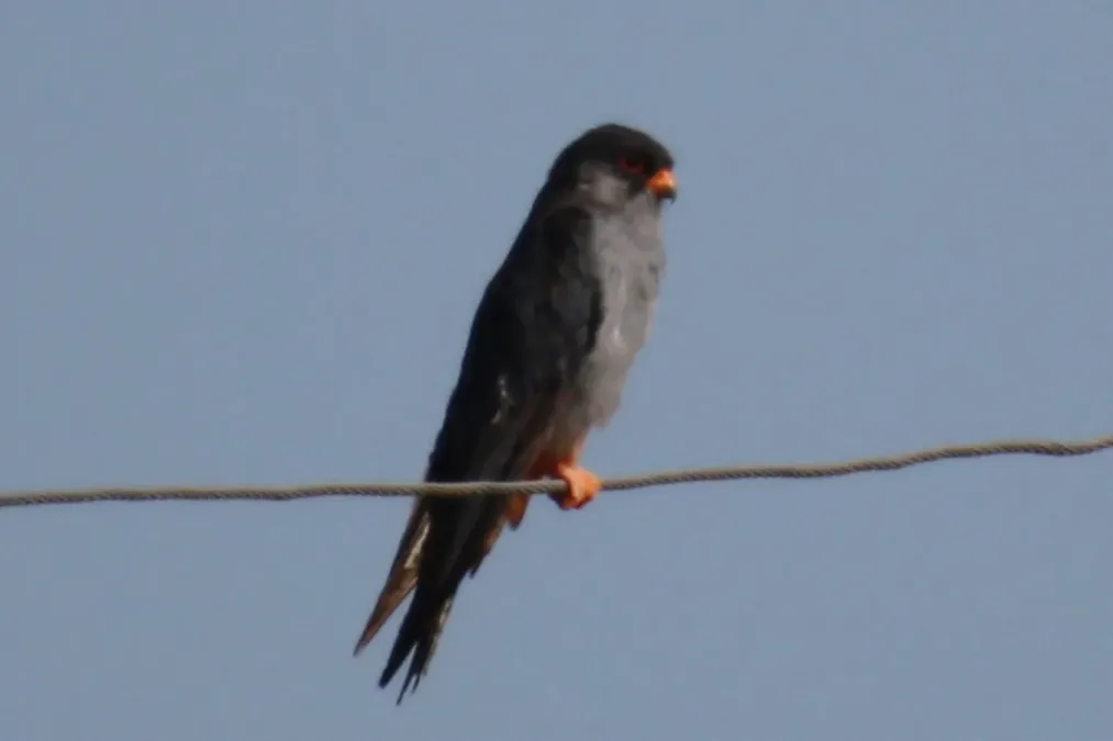 File:Falco amurensis -Mongolia-8.jpg