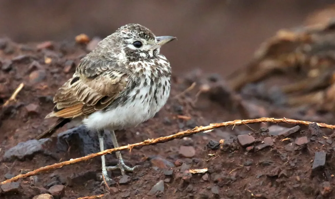 File:Dusky lark (Pinarocorys nigricans) (51846911235).jpg
