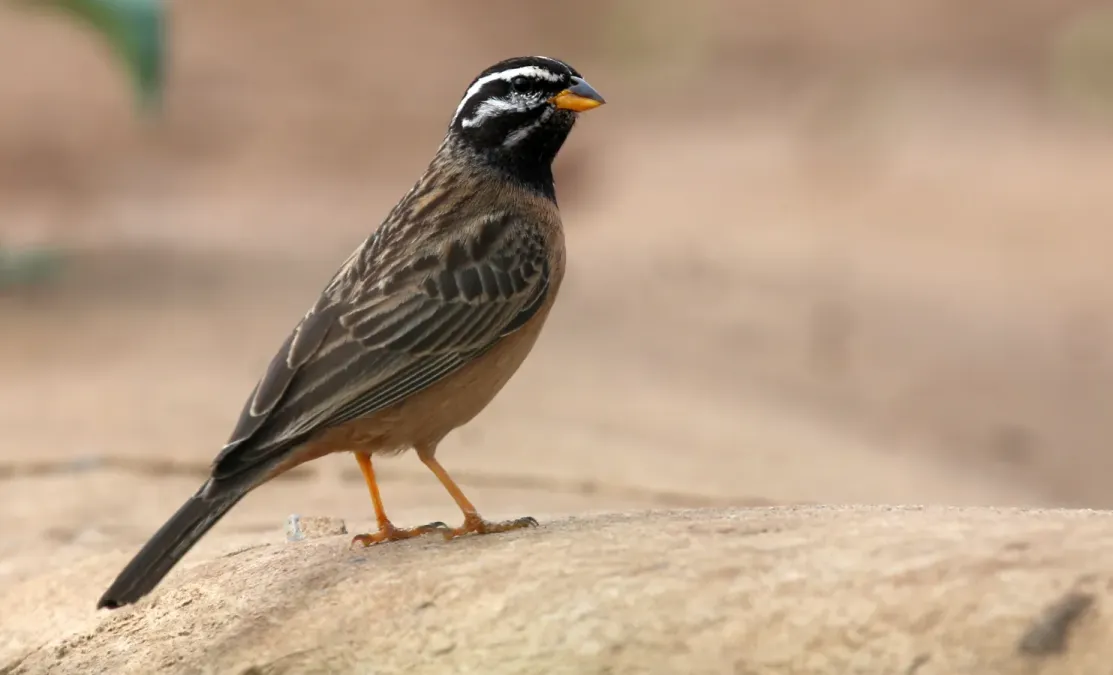 File:Cinnamon-breasted bunting (Emberiza tahapisi) (51846908255).jpg