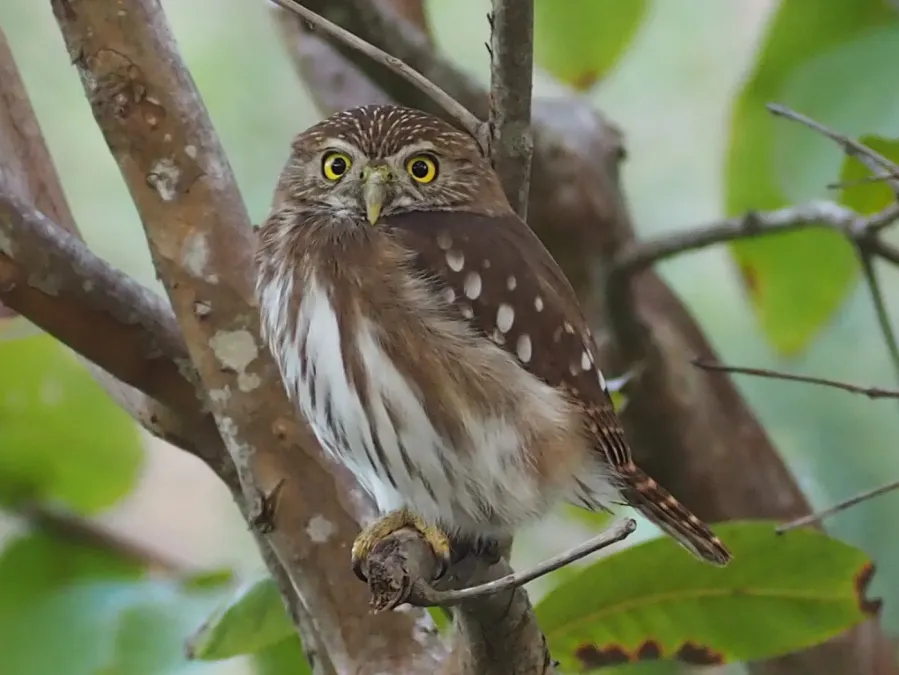 File:Glaucidium brasilianum 177197853.jpg