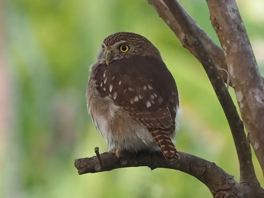 File:Glaucidium brasilianum 177197850.jpg