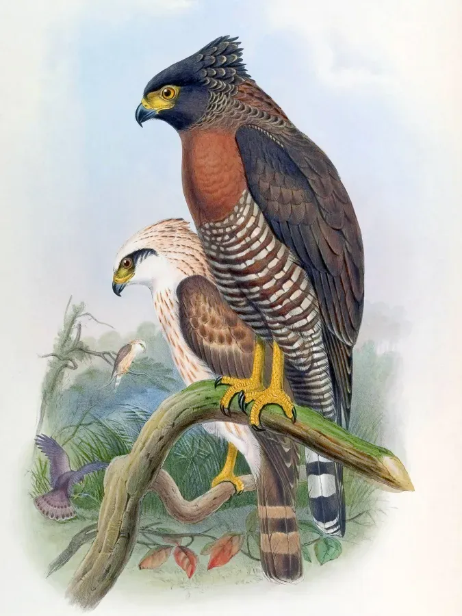 File:Spilornis rufipectus.jpg