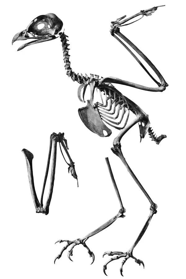 File:Spilornis rufipectus 157 2.jpg