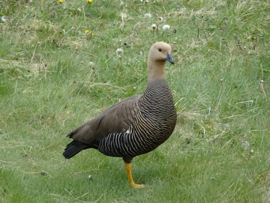 File:Kelpgans(Chloephaga hybrida).jpg