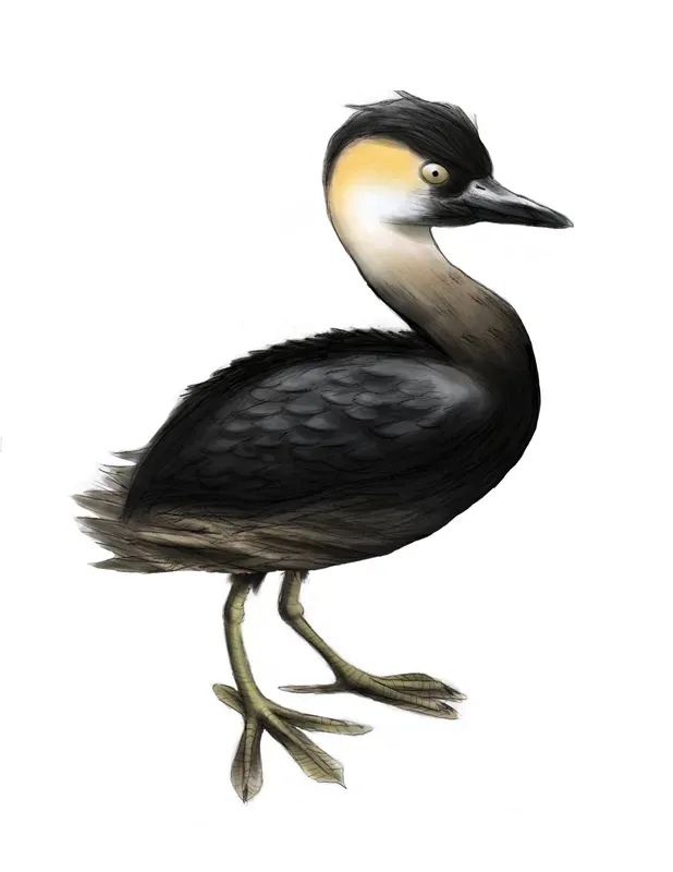 File:Tachybaptus rufolavatus by Citron.jpg