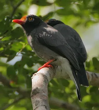 File:Flickr - Rainbirder - Chestnut-fronted Helmet-Shrikes (Prionops scopifrons kirki) (cropped).jpg
