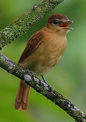File:Flickr - Rainbirder - Cinnamon Becard (Pachyramphus cinnamomeus) (1) (cropped).jpg