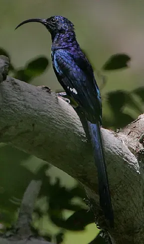 File:Flickr - Rainbirder - Common Scimitarbill (Rhinopomastus cyanomelas) (cropped).jpg