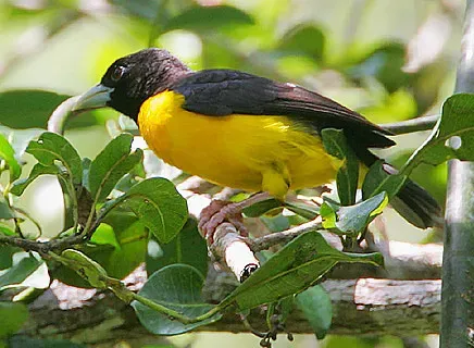 File:Flickr - Rainbirder - Dark-backed Weaver (Ploceus bicolor) (cropped).jpg