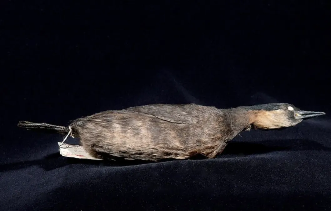 File:Tachybaptus rufolavatus (Delacour, 1932) 2434102474.jpg