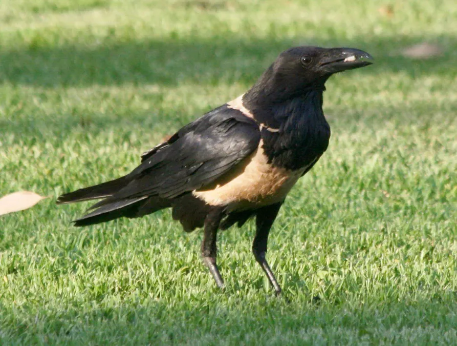 File:Pied Crow (Corvus albus) RWD.jpg