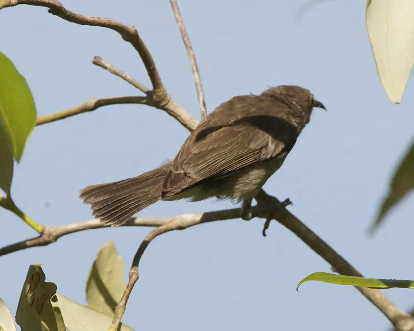 File:Myzomela obscura 2.jpg