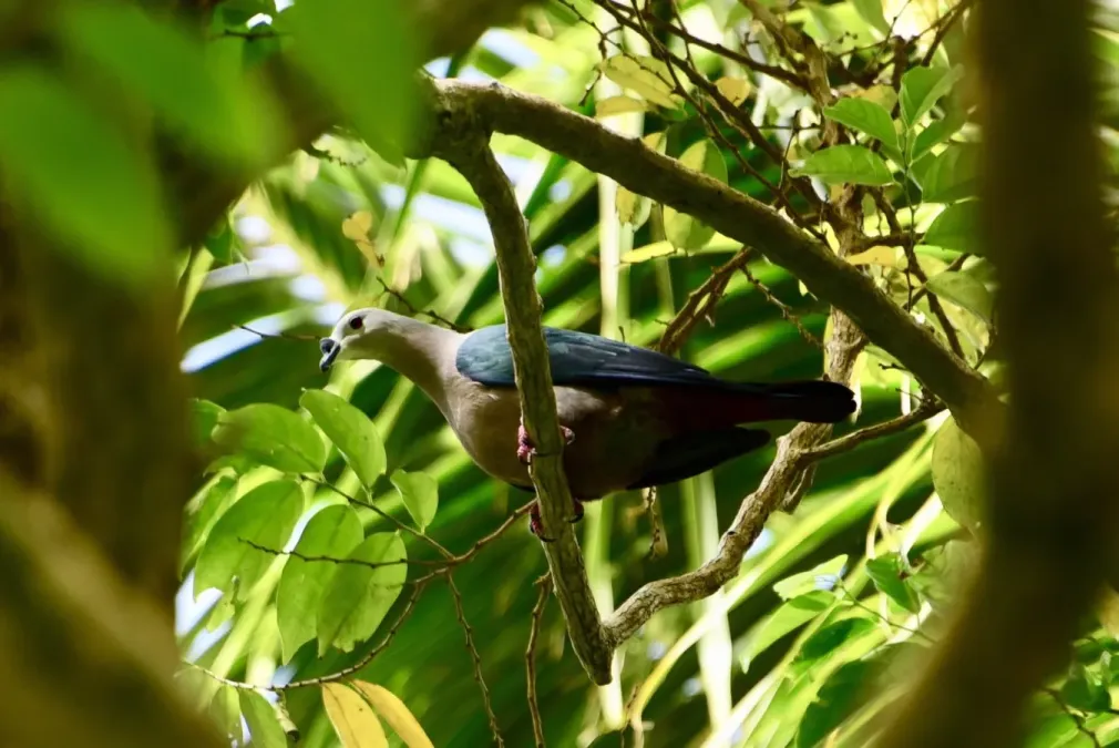 File:Ducula pacifica 8738886.jpg