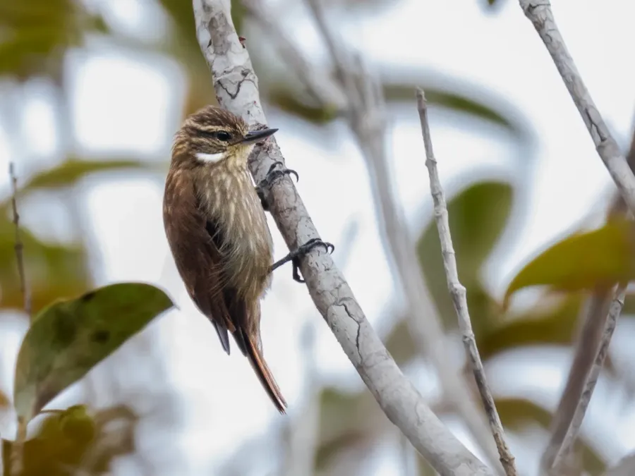 File:Xenops tenuirostris - Slender-billed Xenops; Presidente Figueiredo, Amazonas, Brazil.jpg