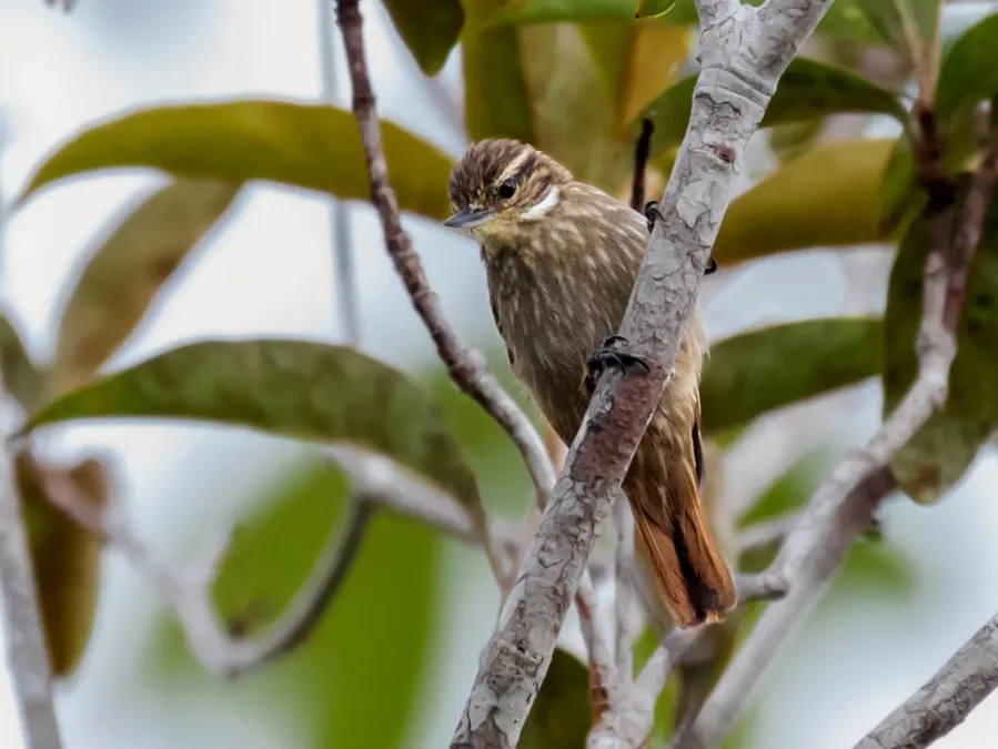 File:Xenops tenuirostris - Slender-billed Xenops; Presidente Figueiredo, Amazonas, Brazil 2.jpg