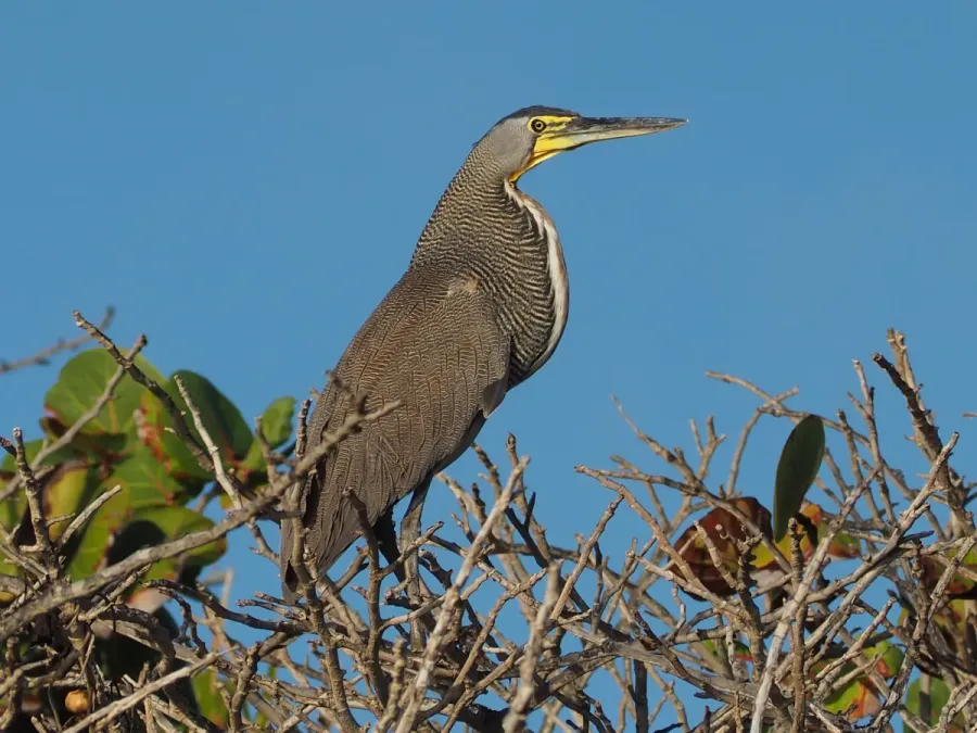 File:Tigrisoma mexicanum 177985224.jpg