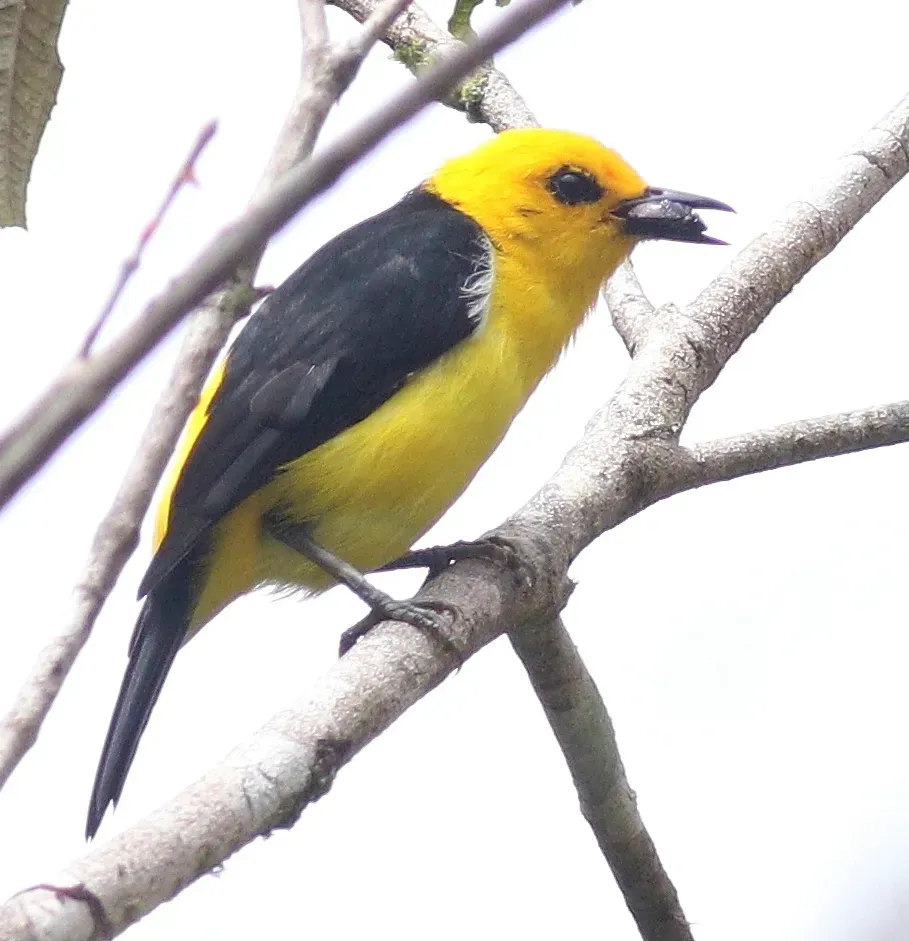 File:Chrysothlypis chrysomelas Costa Rica.jpg