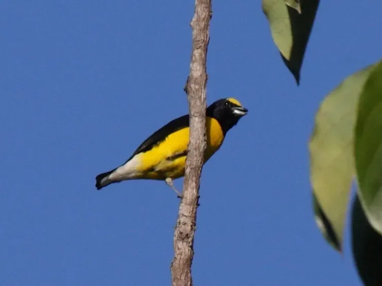 File:Euphonia affinis godmani (cropped).jpg