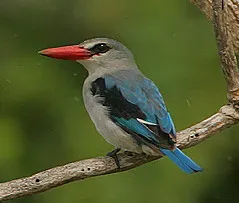 File:Flickr - Rainbirder - Mangrove Kingfisher (Halcyon senegaloides) in the rain (cropped).jpg