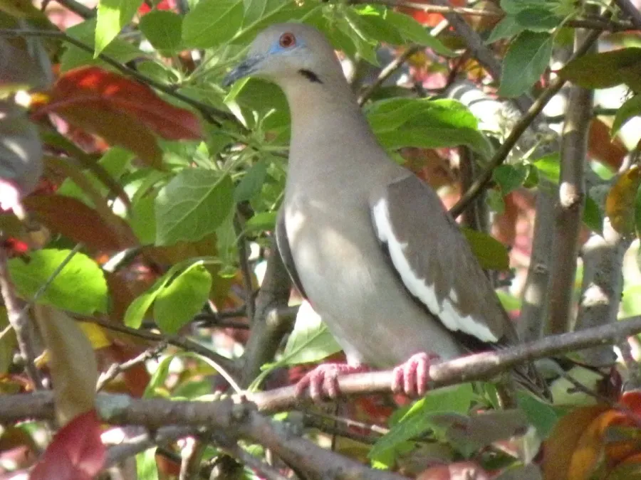 File:Zenaida asiatica in Fort Wayne, Indiana - 2008.jpg