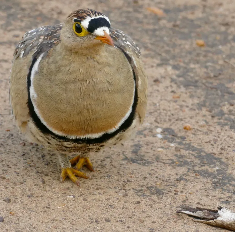 File:Double-banded Sandgrouse (Pterocles bicinctus) male ... (51867359382).jpg